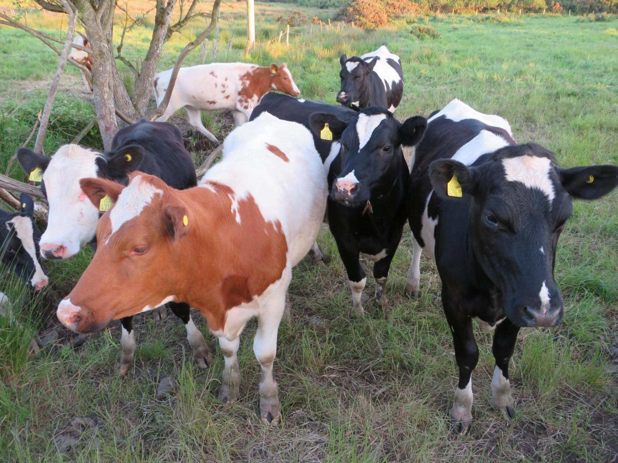 Islandcorr Farm Luxury Glamping And Self Catering Cottage, Giant's Causeway Vakantiehuis